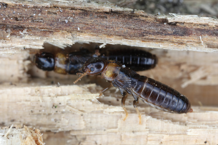 Drywood Termites