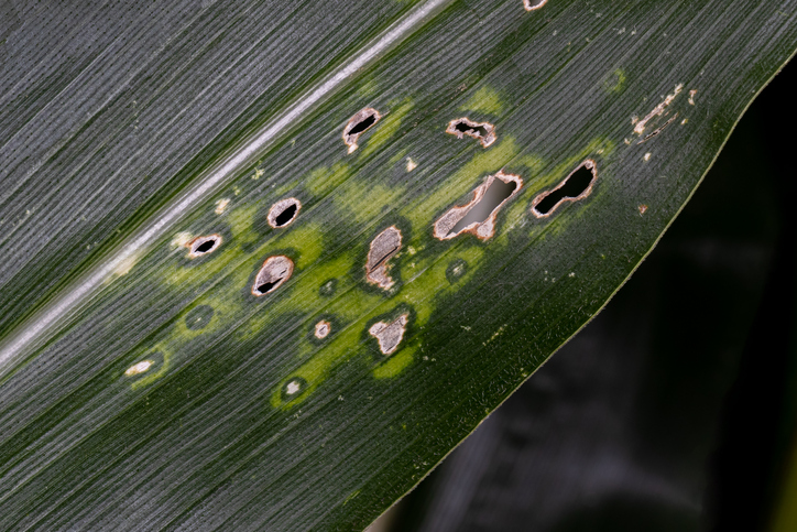 Gray Leaf Spot