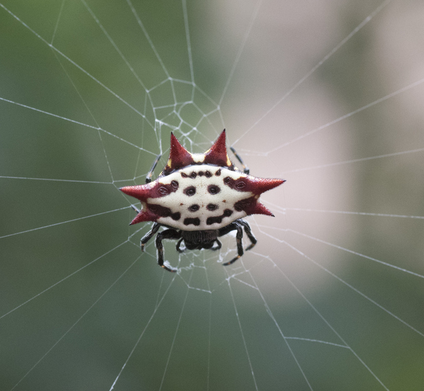 Spiny Orb-weaver