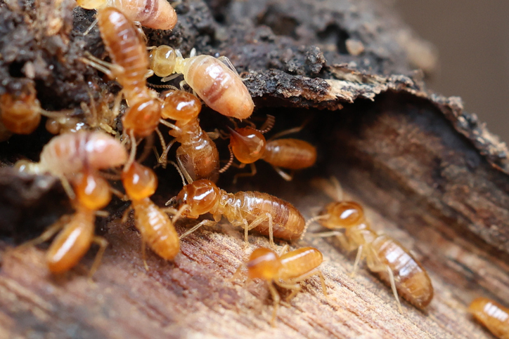 Subterranean Termites (Native + Formosan)