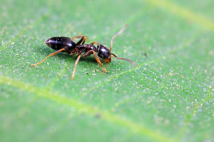 White-footed Ant